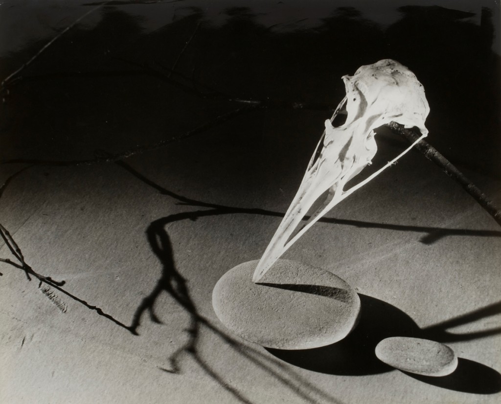 György Kepes, 1906-2001 Bone Fragment, Stone, Shadow c.1939-1940, image: 411 x 504 mm © estate of György Kepes. Image courtesy Wilson Centre for Photography.