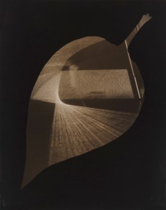 György Kepes, 1906-2001 Leaf and Prism 1938 Photograph, gelatin silver print on paper 348 x 277 mm © estate of György Kepes