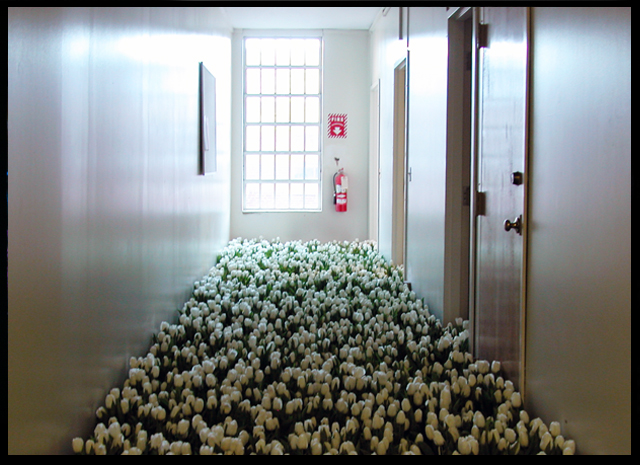 BLOOM BY Anna Schuleit - the Child Psychiatry unit with white tulips, photo John Gray