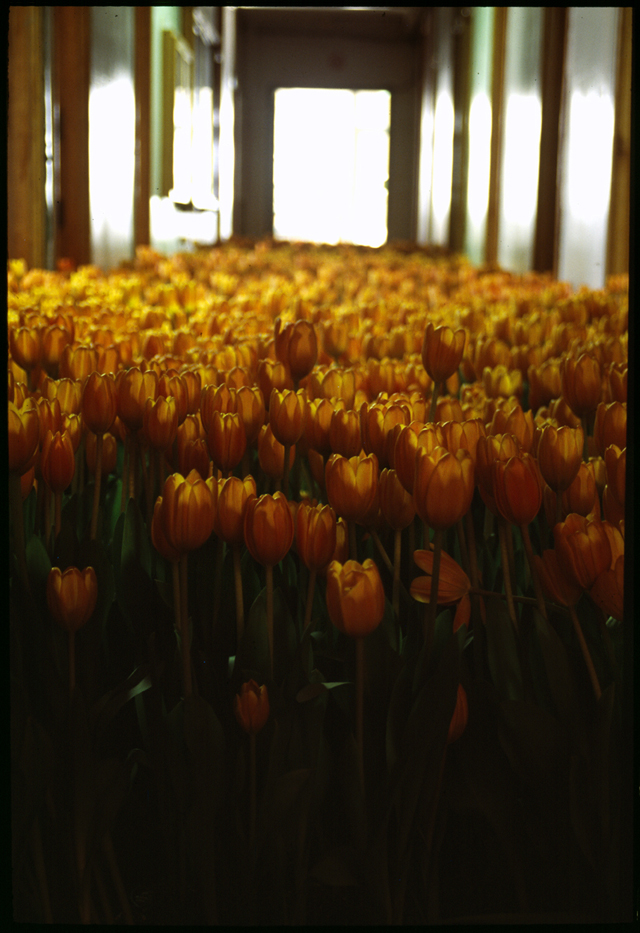BLOOM-by-Anna-Schuleit-orange-Tulips