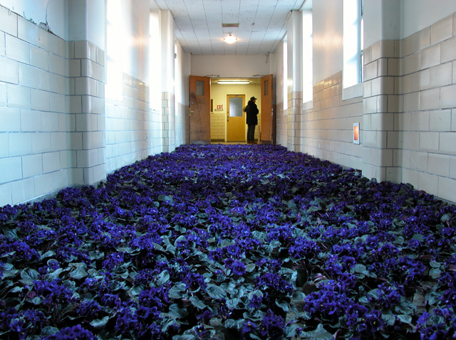 Anna Schuleit BLOOM The connecting hallway between the historic part of MMHC and the research annex was covered in blue African Violets photo John Gray